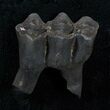 Pleistocene Camel Tooth - Florida #3763-1